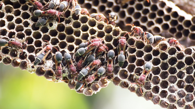 Insect Bites & Stings