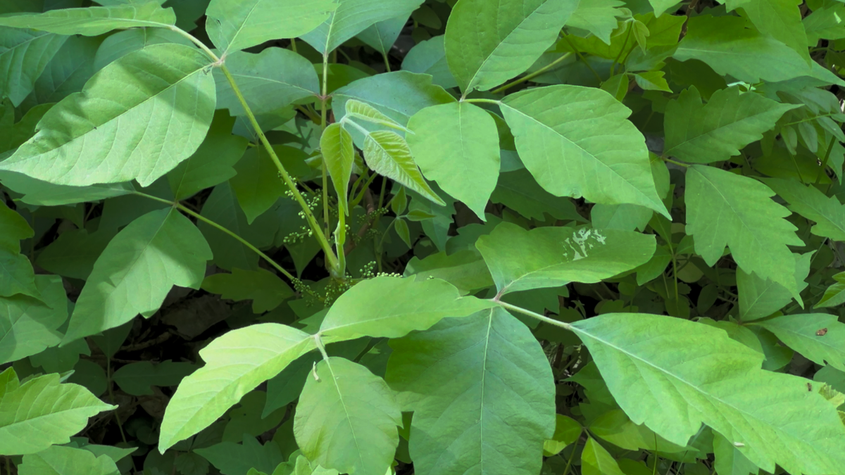 Poisonous Plants